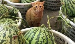 吃瓜最新事件爆料保熟